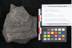 Foto (Objekt + Etikett) von Asplenium hochstetteri Unger (NHMW-GEO-2024-0188-10301)